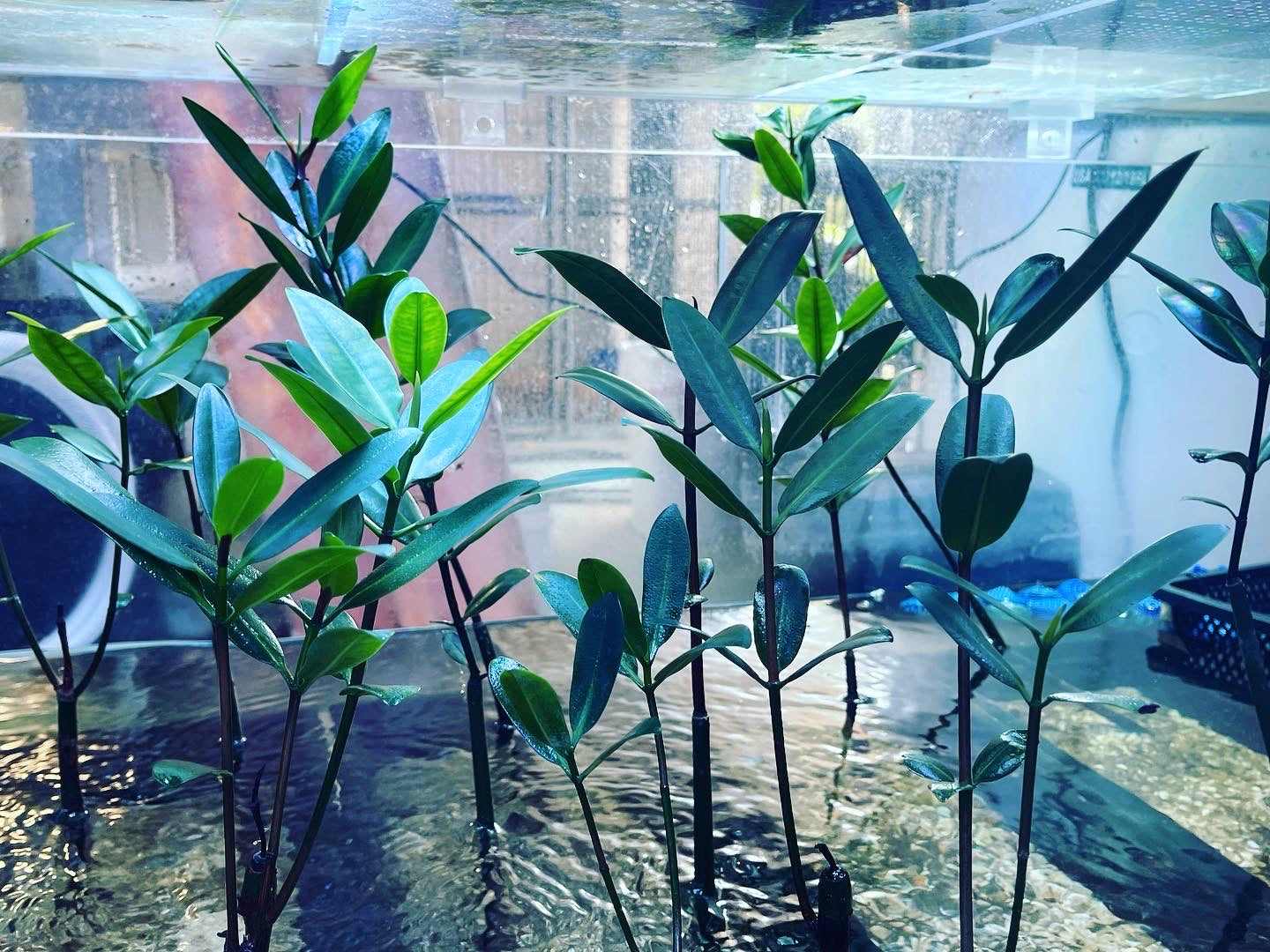 mangrove potted plant Red Mangrove (Rhizophora mangle)