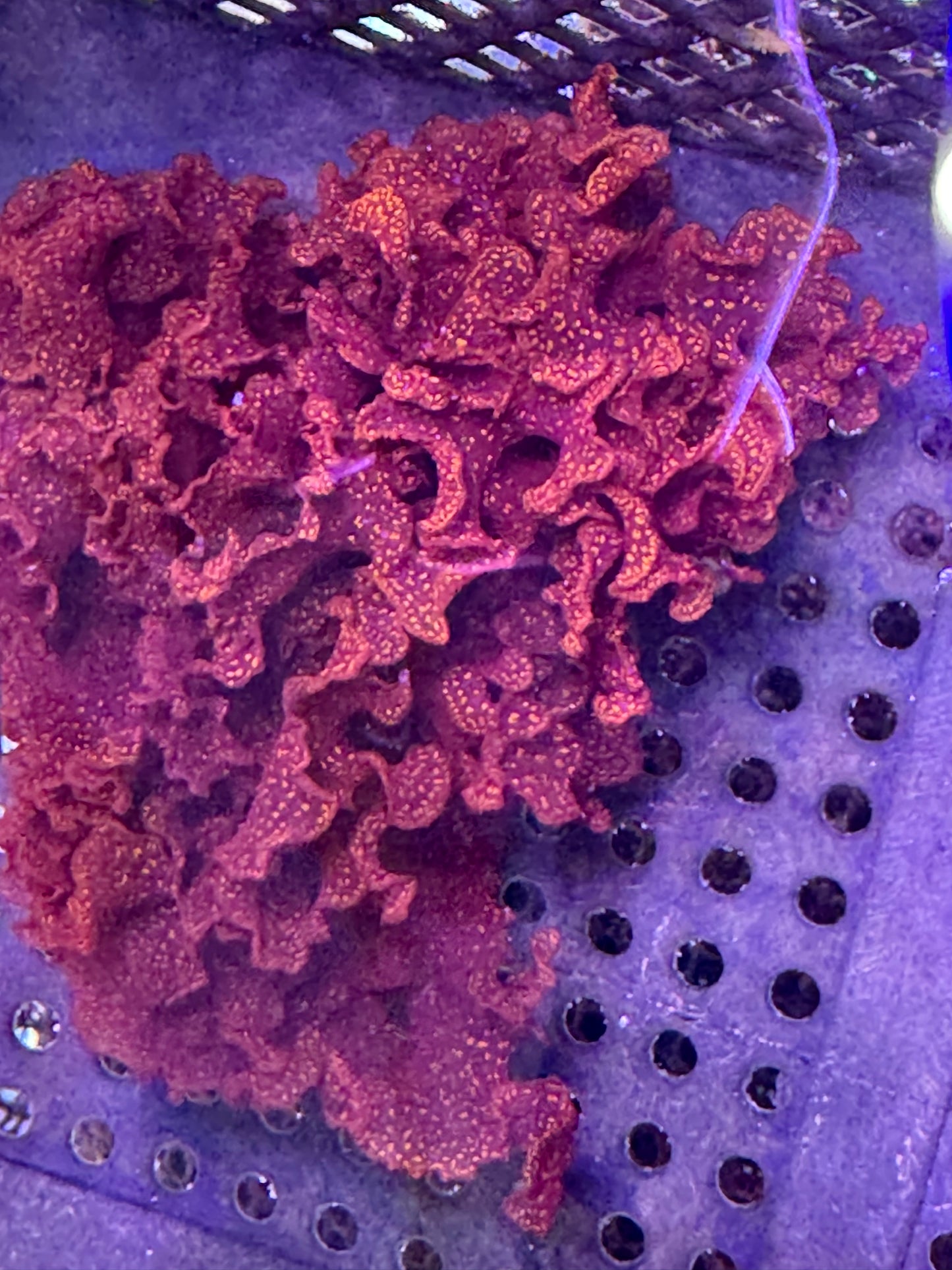 Halymenia Macroalgae