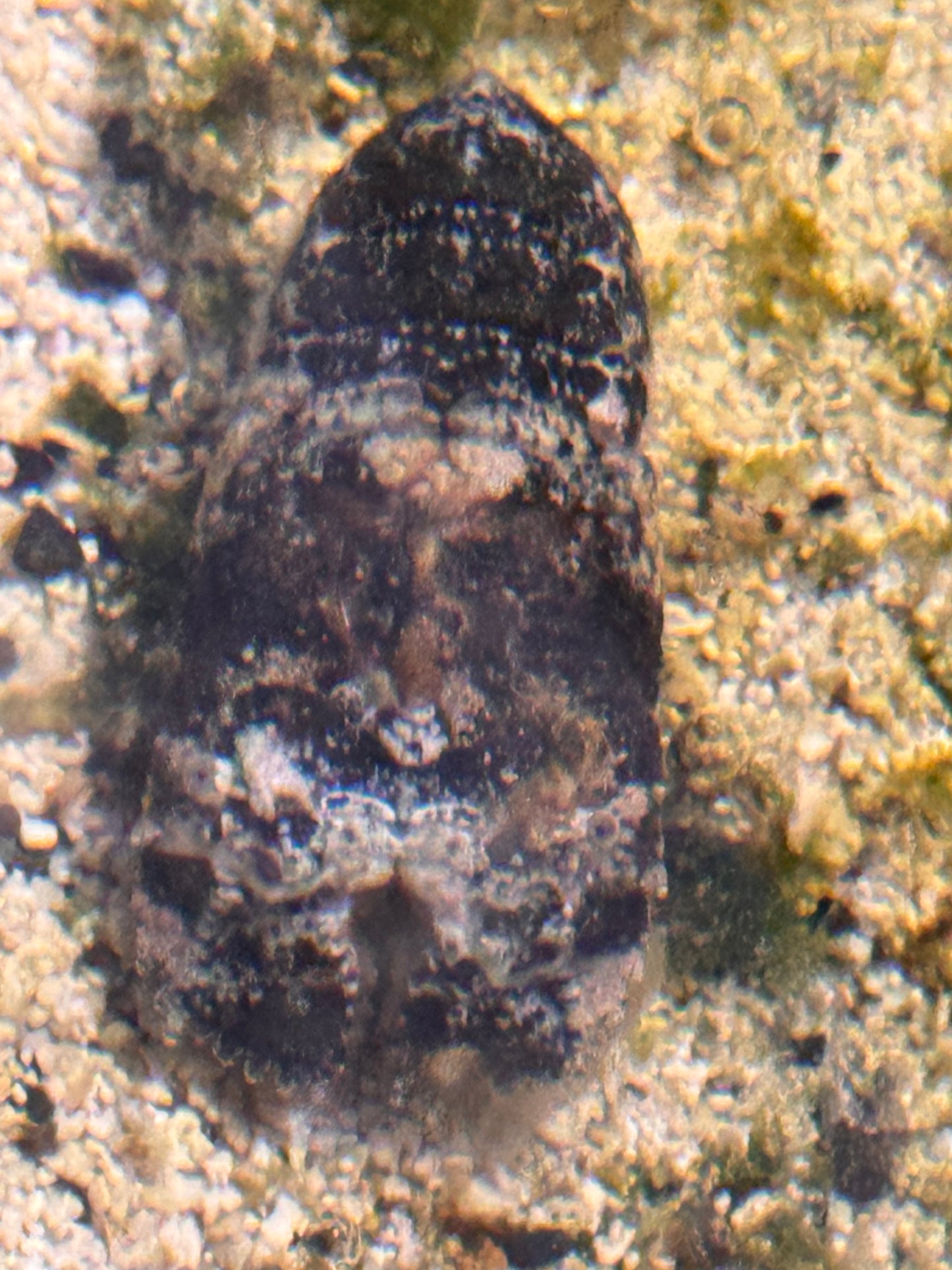Slipper Lobster