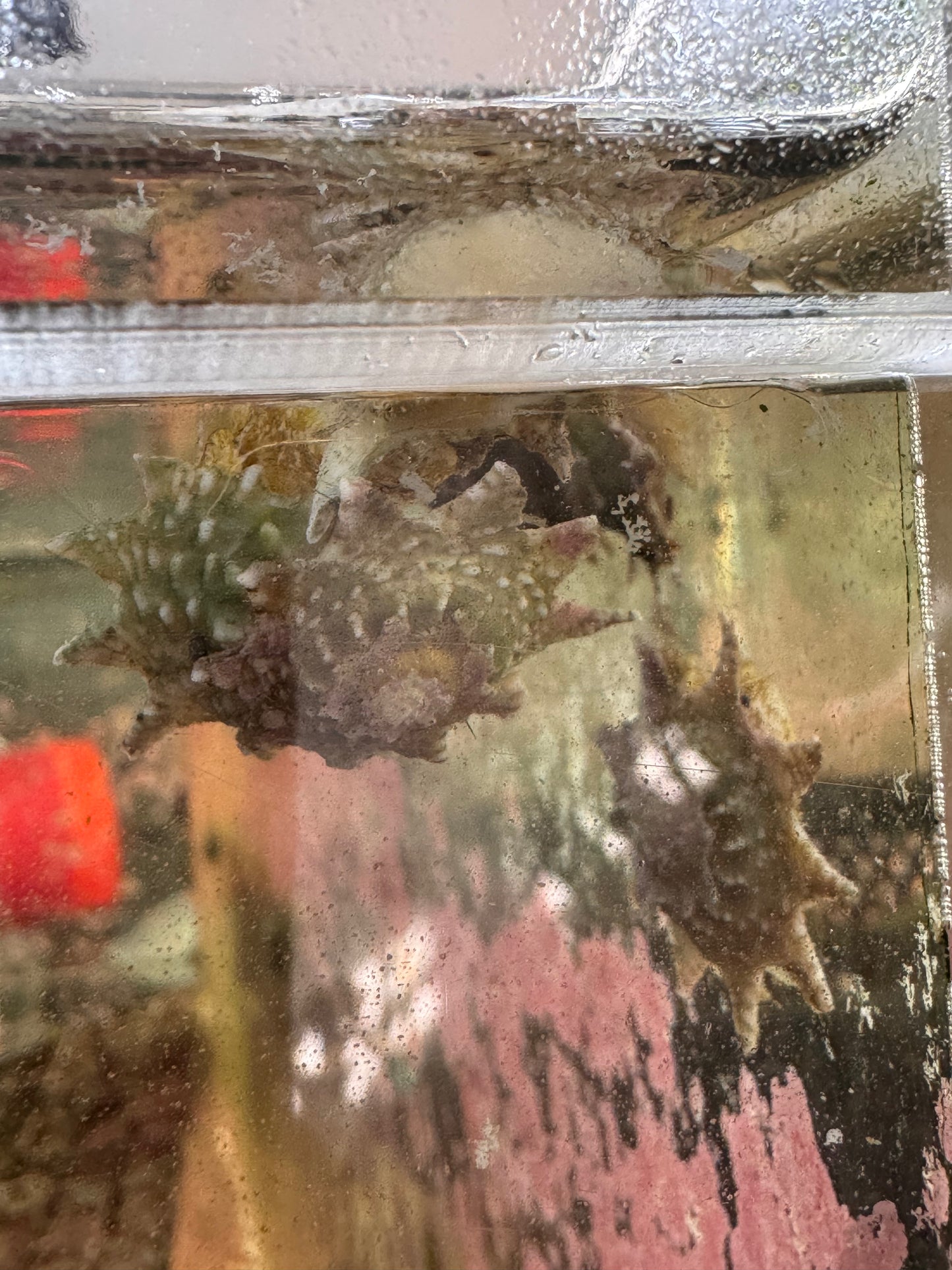 Ninja Star Snails (Astraea)