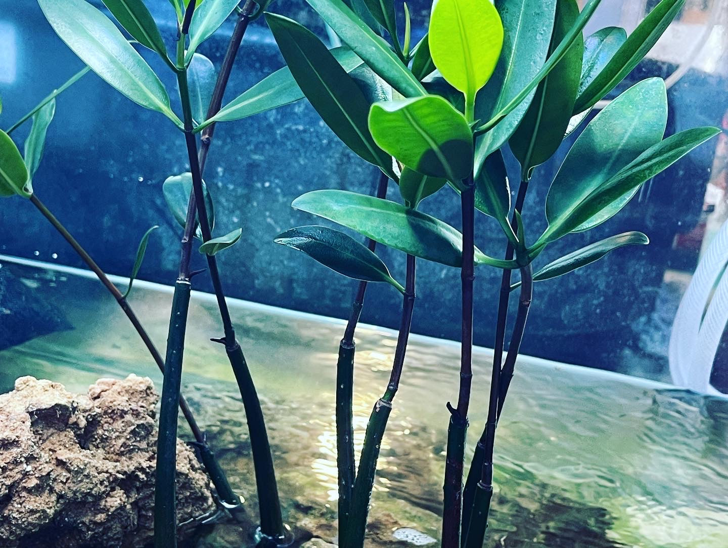 Red Mangrove (Rhizophora mangle)