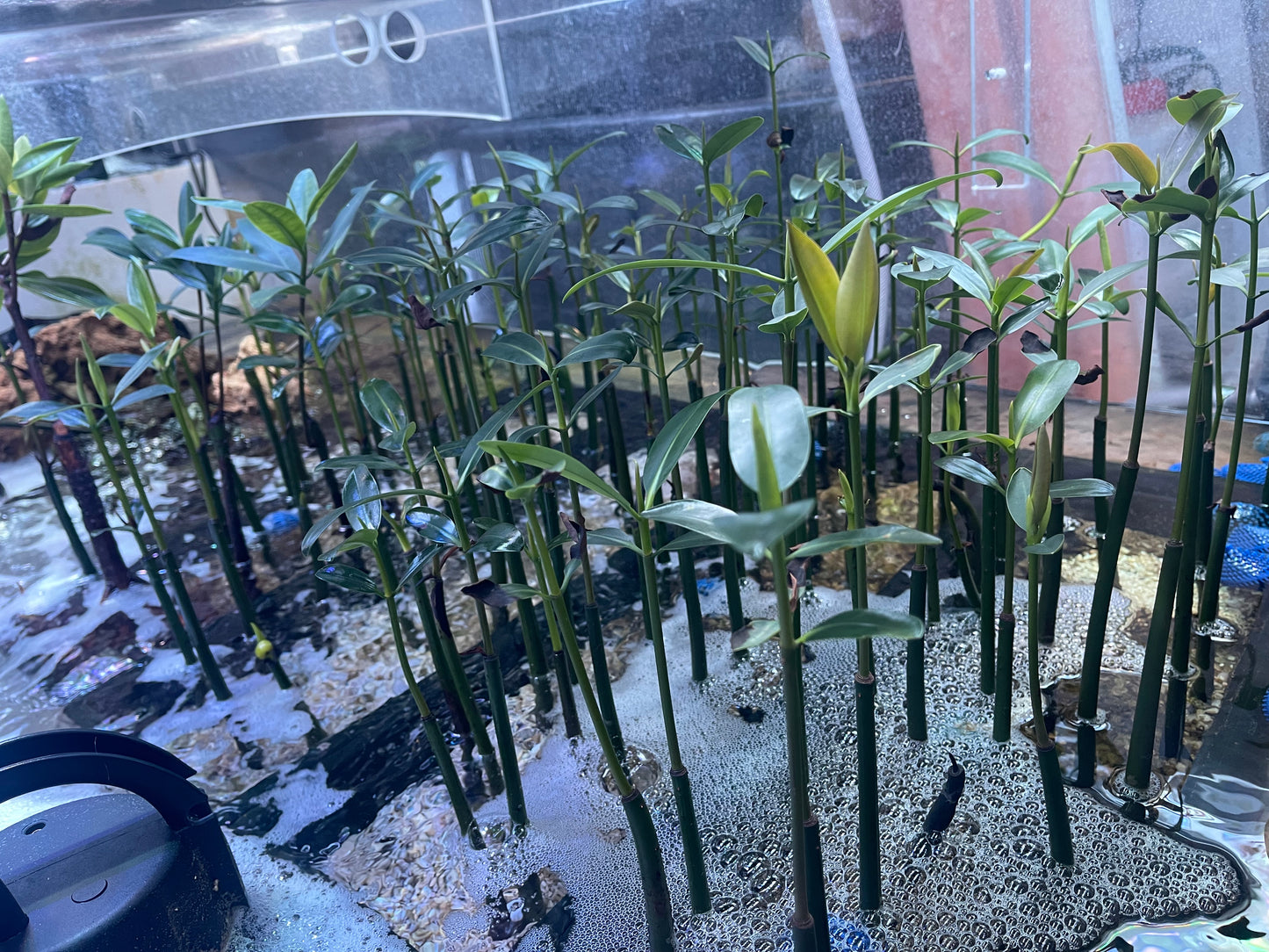 Red Mangrove (Rhizophora mangle)