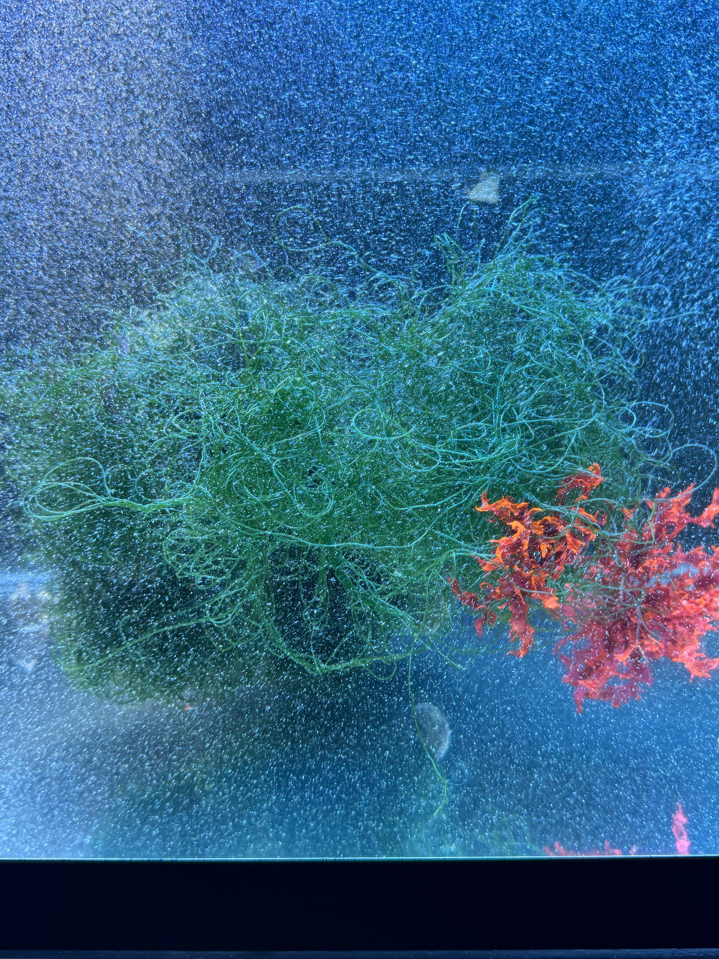 Chaetomorpha Macroalgae