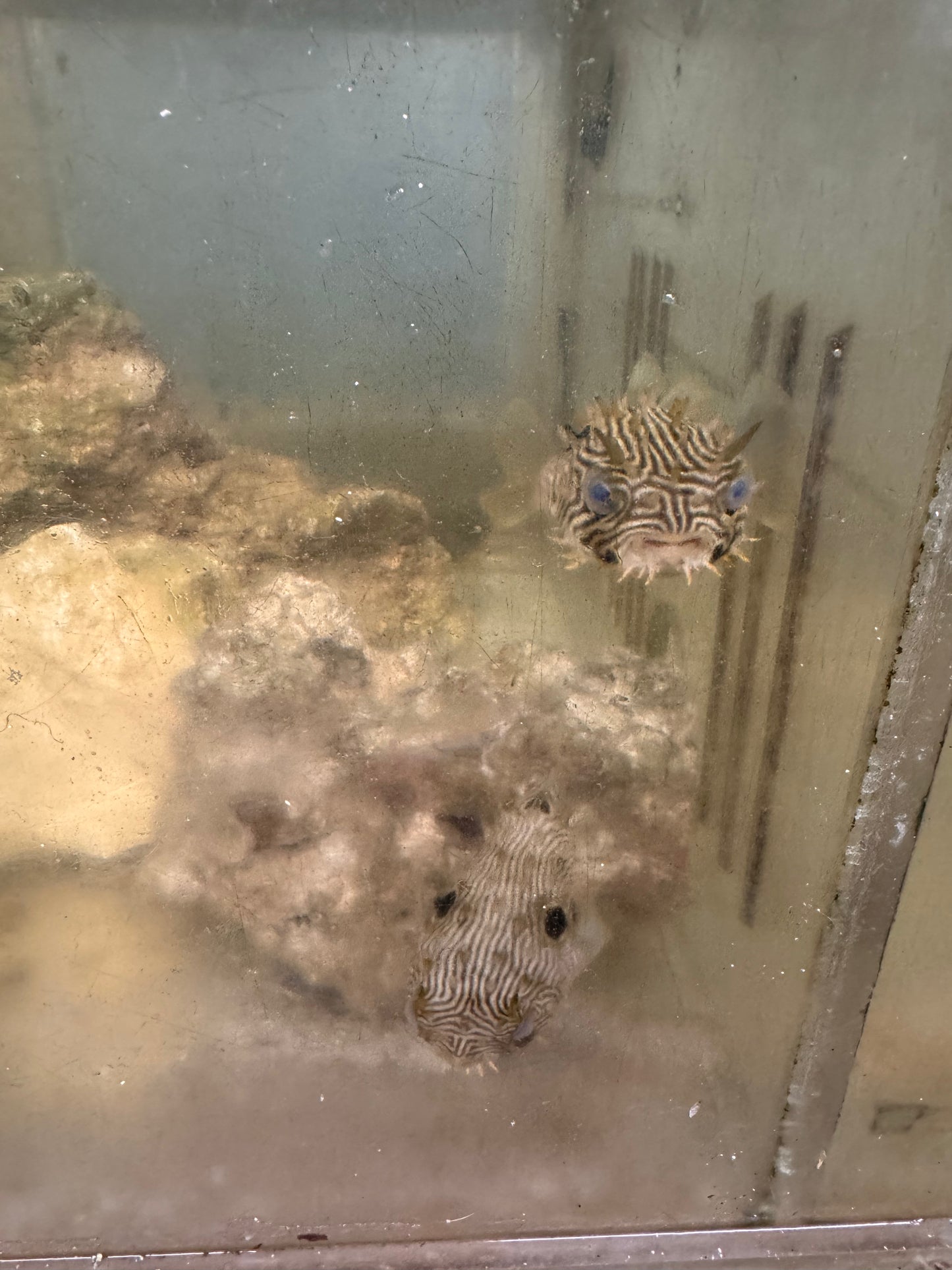 Spiny Box Puffer