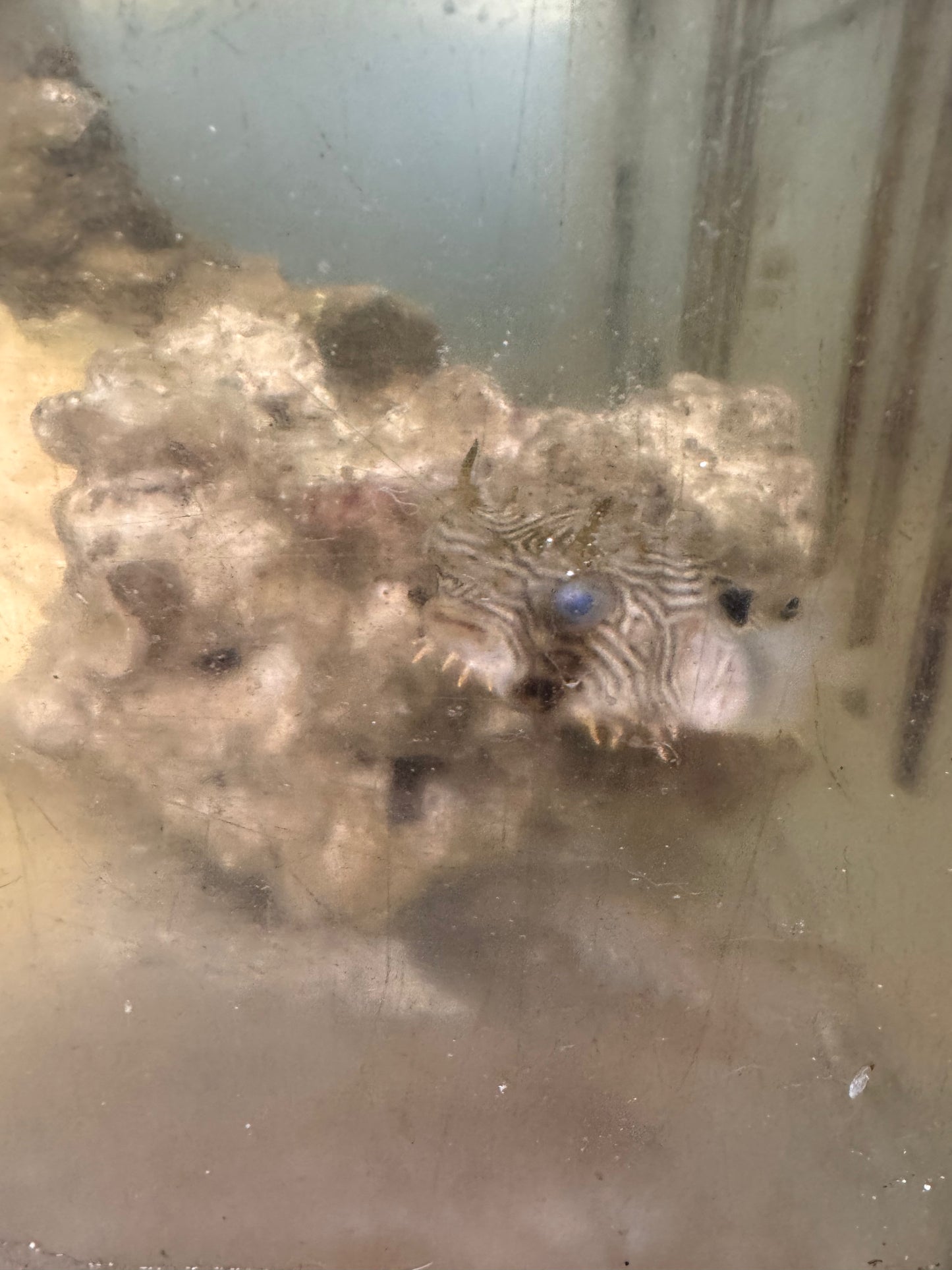Spiny Box Puffer