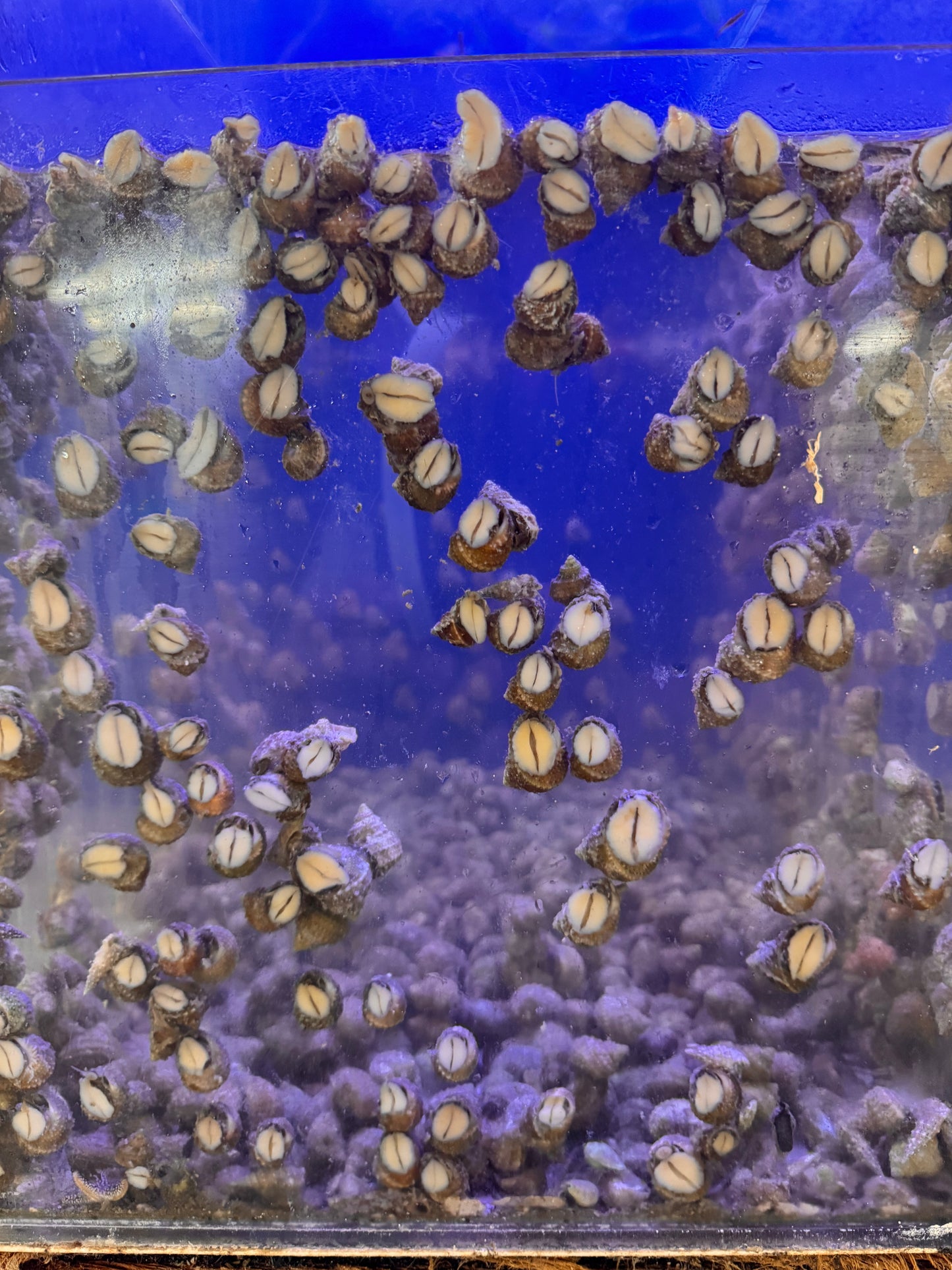 Chestnut Snails (castanea)
