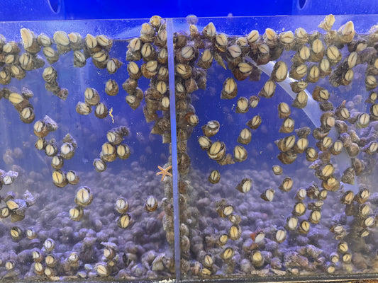 Chestnut Snails (castanea)