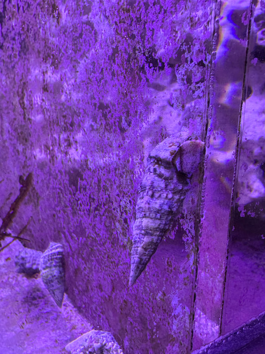 Cerith Snail (Cerithium sp.)