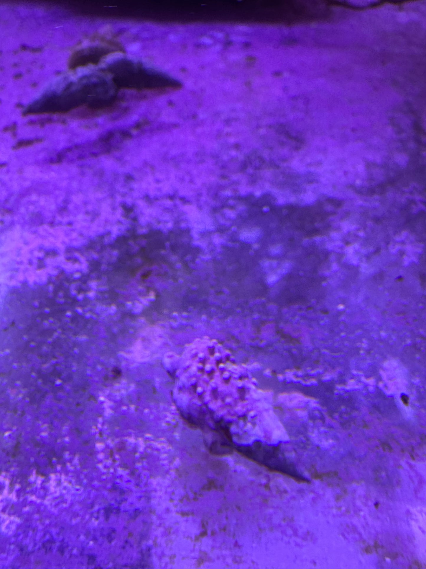 Cerith Snail (Cerithium sp.)