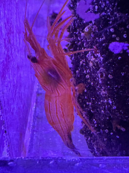 Peppermint Shrimp (Lysmata wurdemanni)