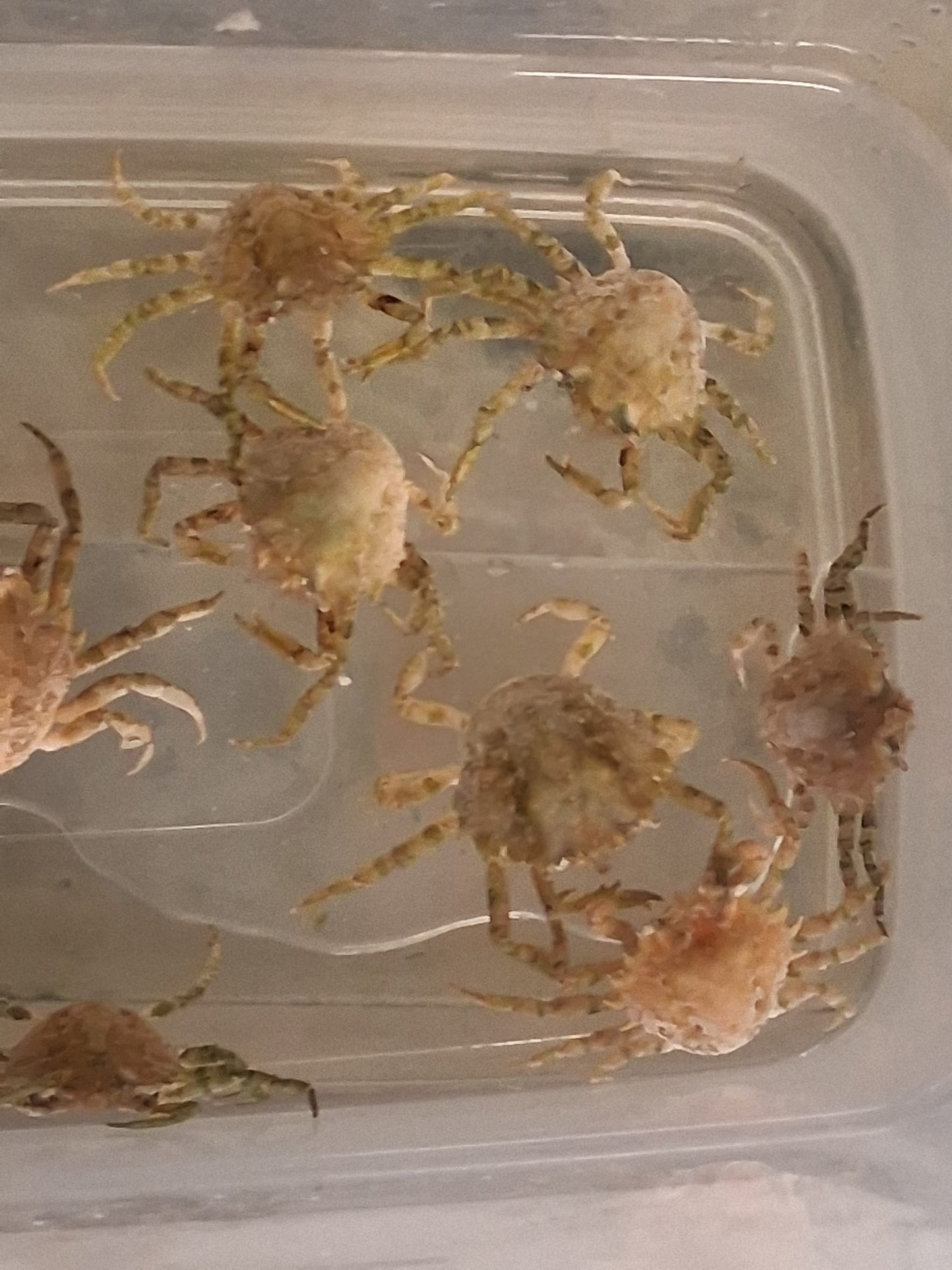 Pitho Crabs (mirabilis)