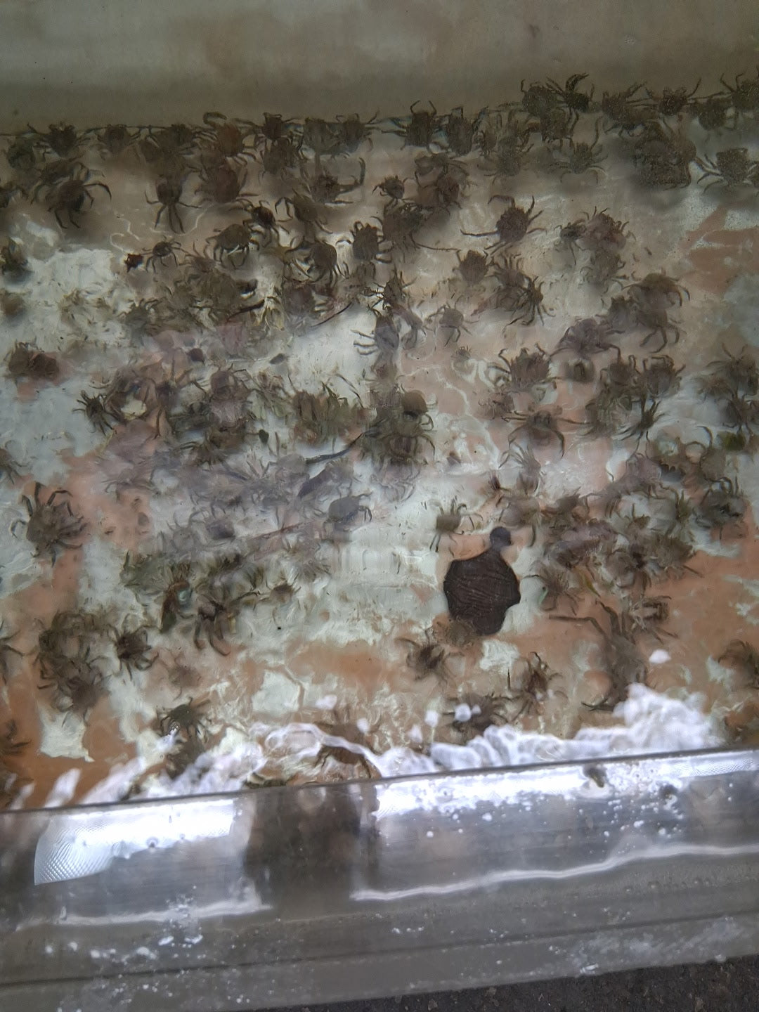 Pitho Crabs (mirabilis)