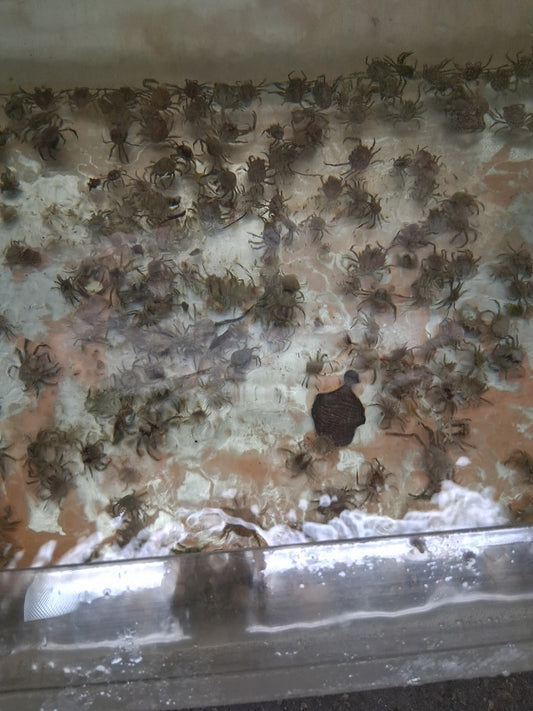 Pitho Crabs (mirabilis)