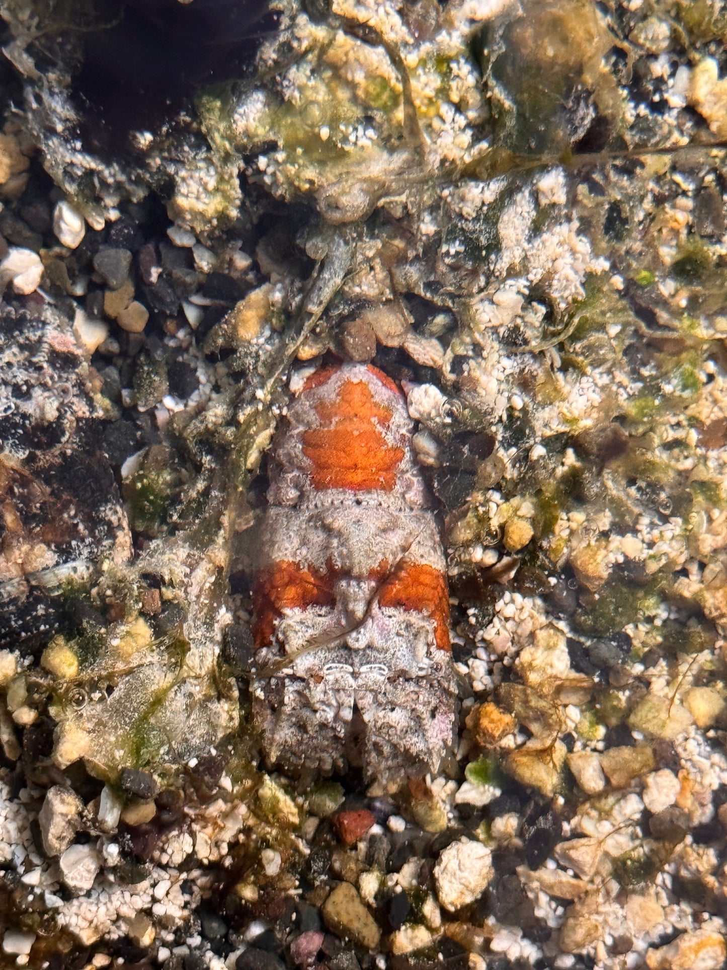 Slipper Lobster