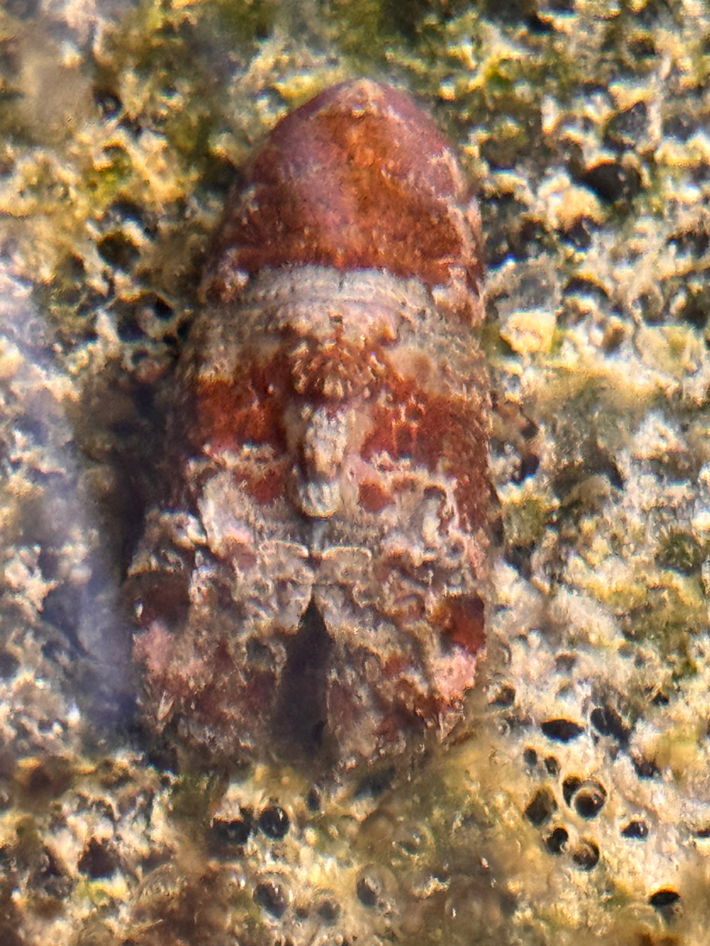 Slipper Lobster