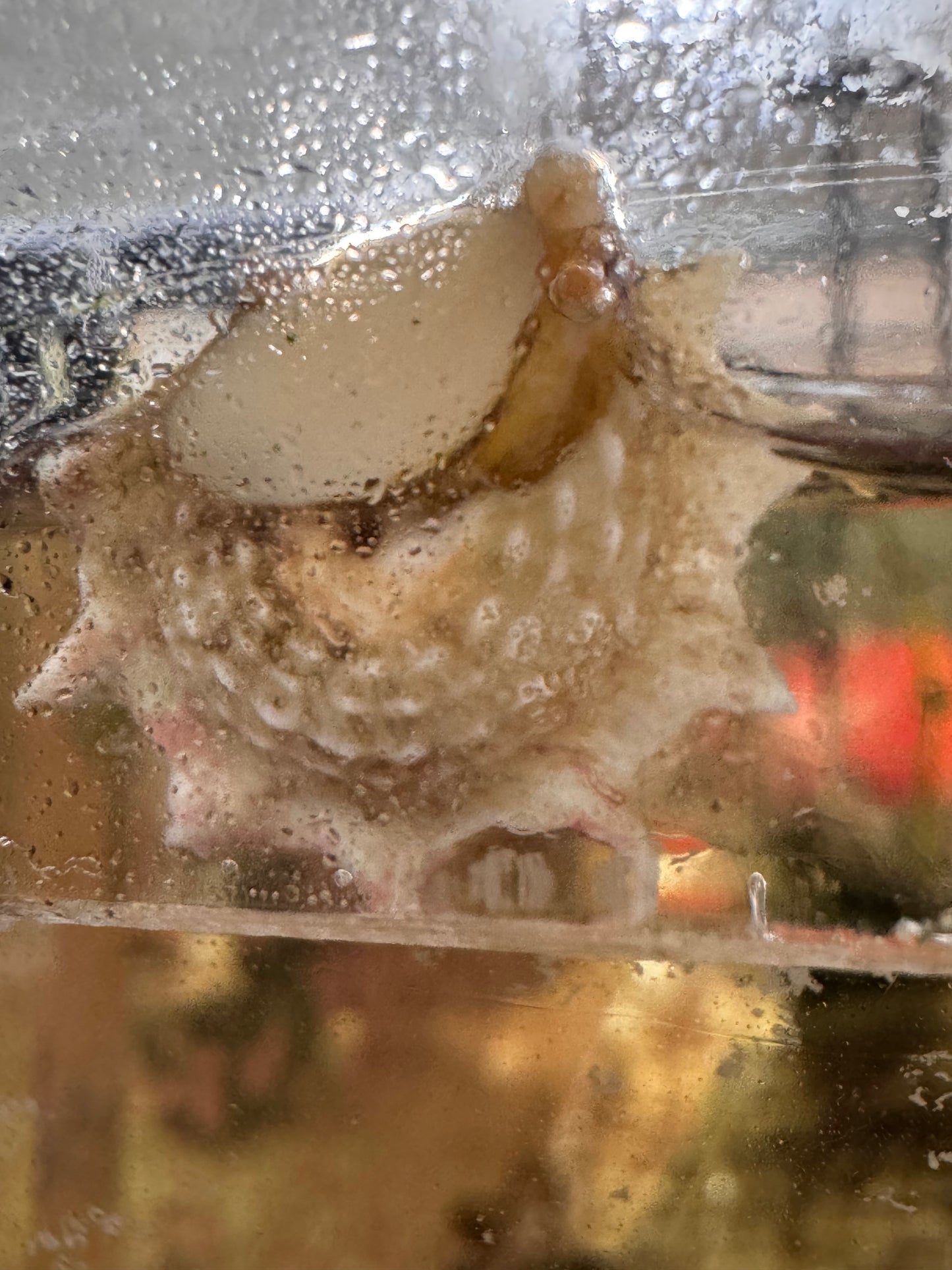 Ninja Star Snails (Astraea)