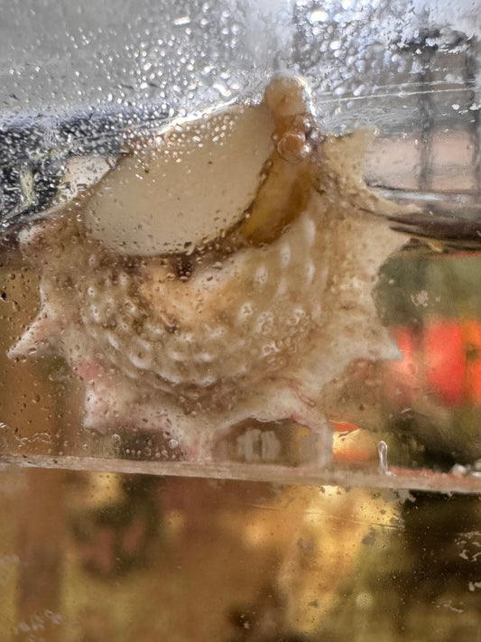 Ninja Star Snails (Astraea)