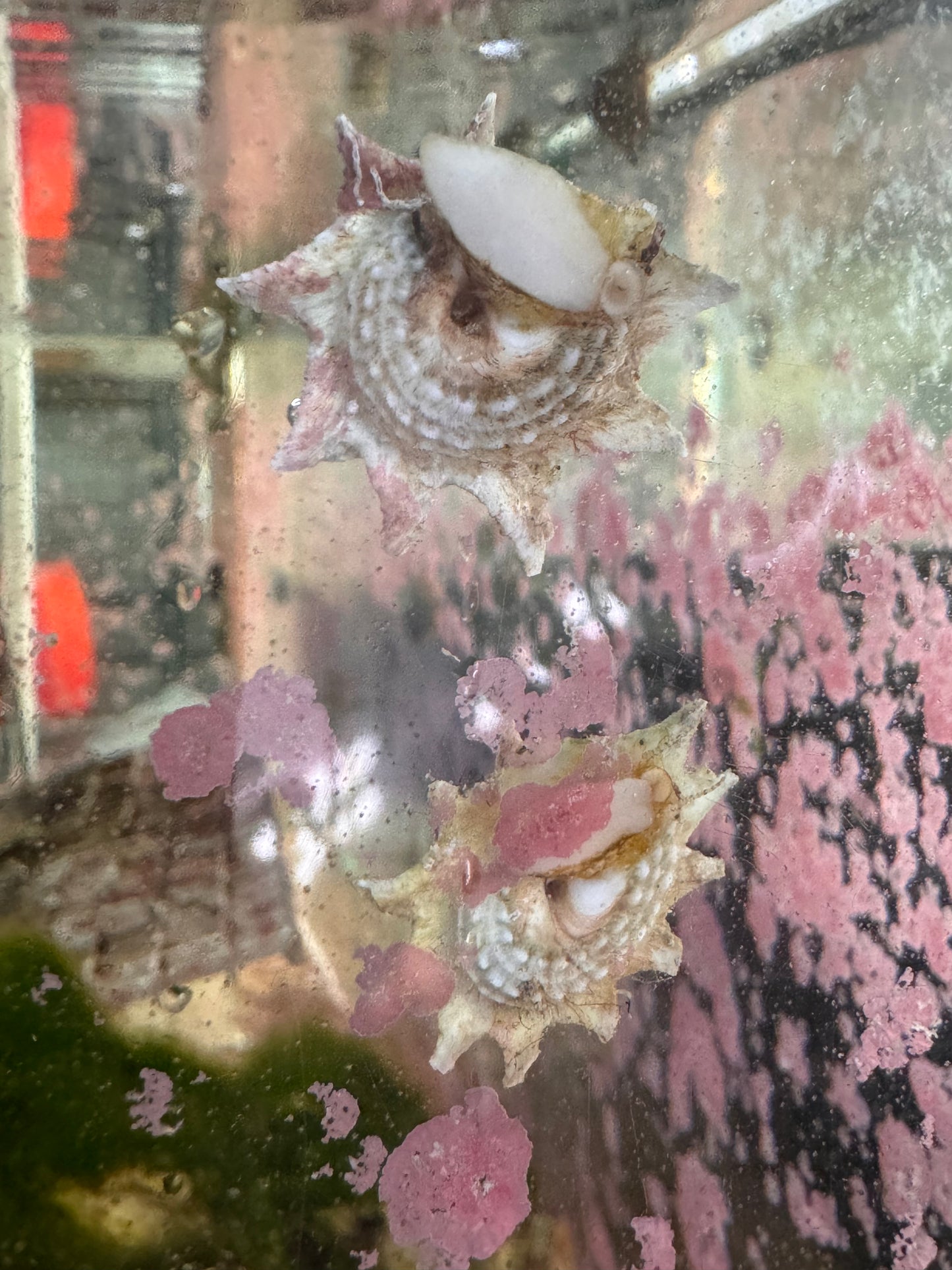 Ninja Star Snails (Astraea)