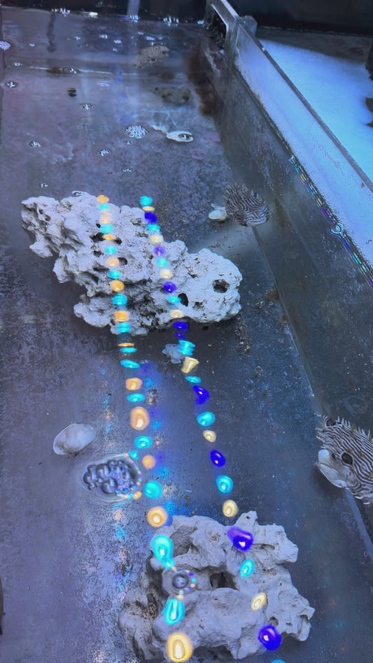 Spiny Box Puffer